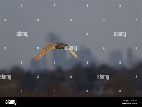 Barn Owl Hunting Stock Photo - Alamy