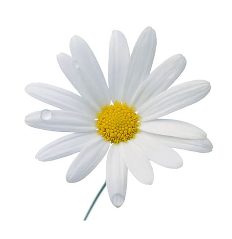 Chamomile Png Transparent Background Images