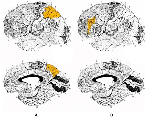 A Brodmann Area 7 Lateral And Medial View B Brodmann Area 46