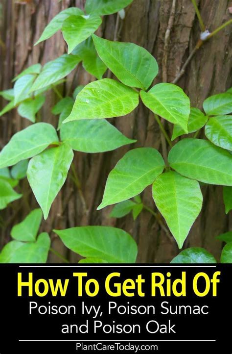 How To Get Rid Of Poison Ivy Poison Sumac And Poison Oak Modern