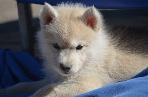 Husky Siberiano Belos Filhotes Dispon Veis Jacare Jacare Sp Zip