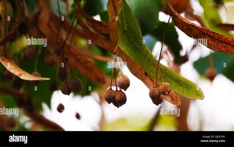 Tree with seeds Stock Photo - Alamy