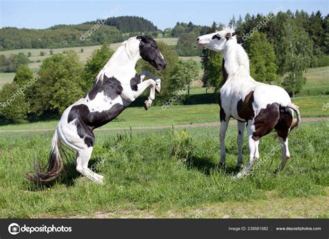 horses fighting outdoors stock photo  lenkadan
