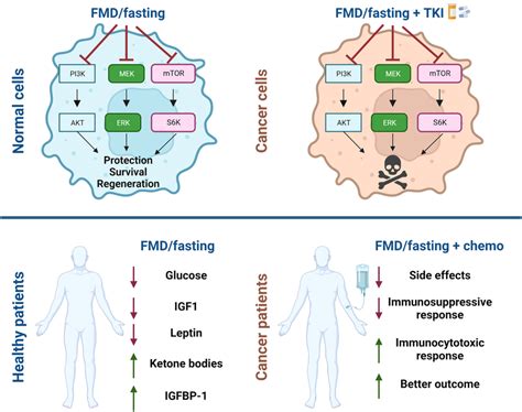 Schematic Representation Of Beneficial Effect Of Fasting And Fasting