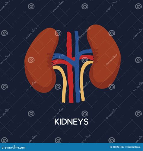 Rg Os Internos Humanos Anatomia Cartoon Parte Corpo Rins Ilustra O