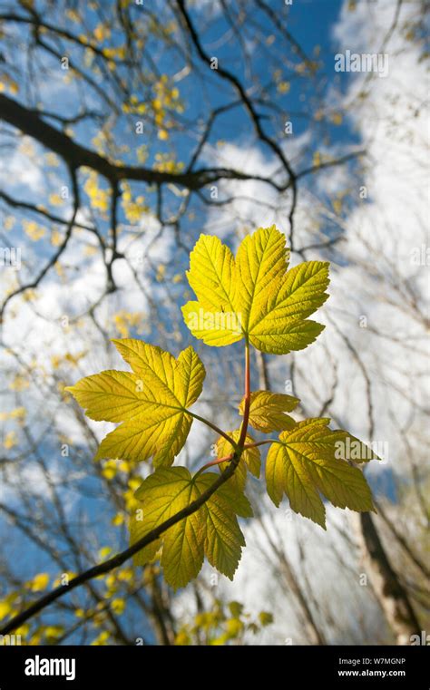 Hojas De Sicomoro Aceraceae Fotograf As E Im Genes De Alta Resoluci N