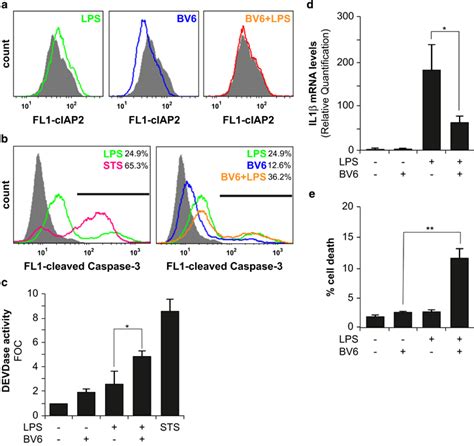 Smac Mimetic Enhances Caspase 3 Activation And Promotes Cell Death Of