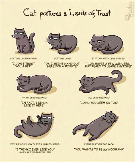 Deciphering your cat's body language