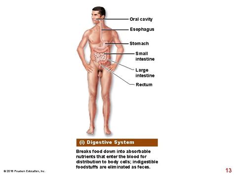 Oral Cavity Esophagus Stomach Small Intestine Large Intestine