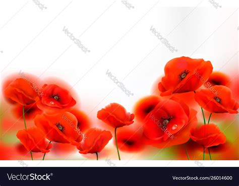 Red poppy flowers background Royalty Free Vector Image