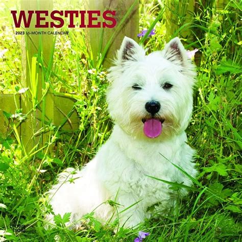 West Highland White Terrier Kalender Bol