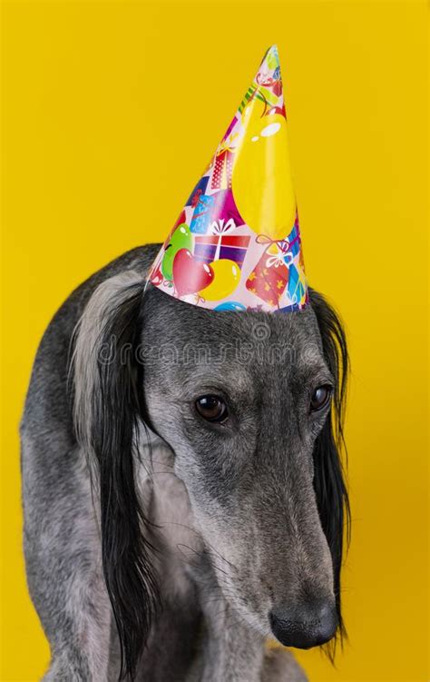 Perro Lindo Con Un Sombrero De La Fiesta De Cumplea Os En Aislado En Un