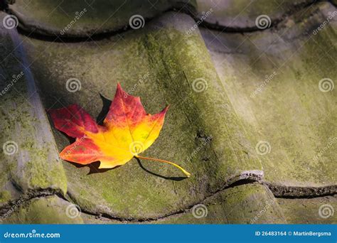 colorful autumn leaf   roof stock photo image  rustic roof