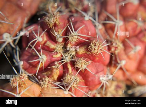 Pilocopiapoa Hi Res Stock Photography And Images Alamy