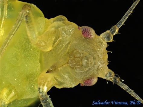 Hemiptera Sternorrhyncha Aphididae Myzocallis Aphids J Urban