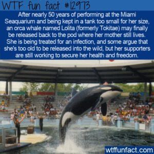 WTF Fun Fact 12973 - Tokitae the Orca May Finally Be Set Free