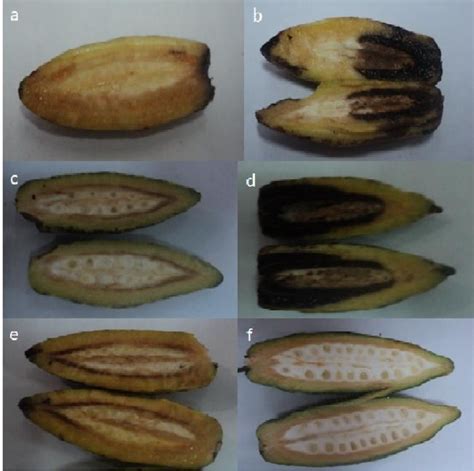 Figure From Mecanismos De Infecci N End Gena En Frutos De Cacao Con