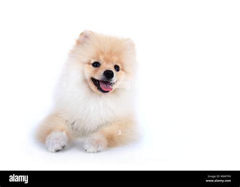 White pomeranian puppy dog isolated on white background Stock Photo - Alamy