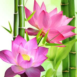 Lotus Blossom Fragrance Oil Natures Garden Fragrance Oils