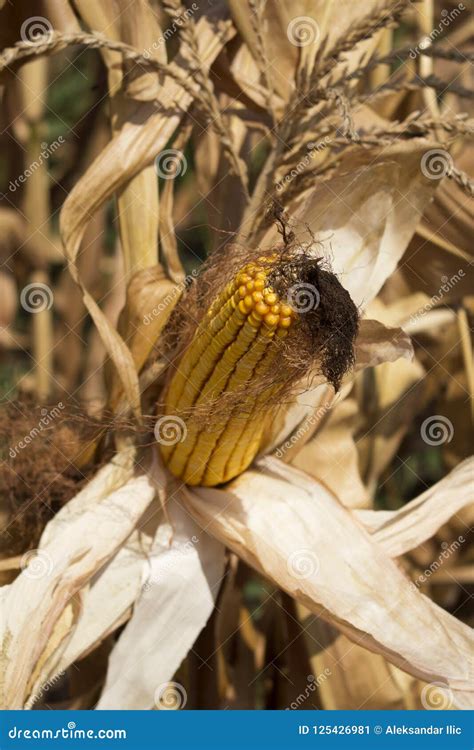 Ripe Corn In The Field Ready For Harvest Stock Image Image Of Head