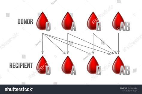 Donor Recipient Compatibility Images Stock Photos Vectors