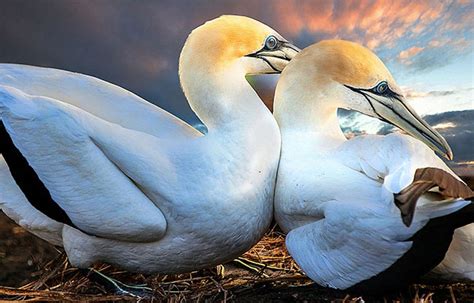 Нежность любви — Фотостранник