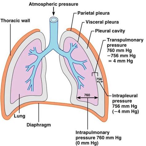 Ventilation Cardiothoracic Critical Care Nursing Education