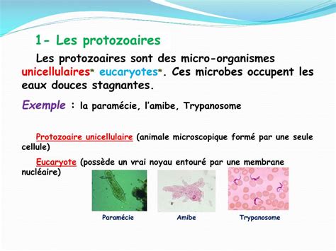 Ppt Diversit Du Monde Microbien Powerpoint Presentation Free