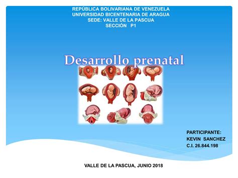 Etapas Del Desarrollo Prenatal Ppt