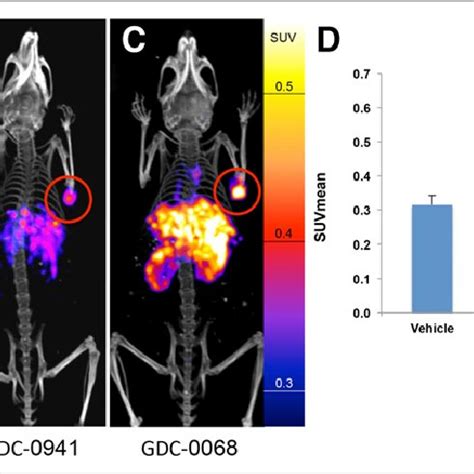 EGFR PET Probe Visualizes Changes In EGFR Expression With Treatment Of