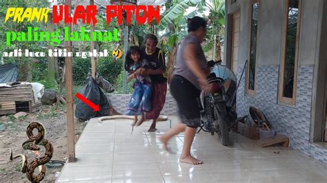 Vidio Lucu Prank Ular Piton Paling Laknat Asli Lucu Bikin Ngakak