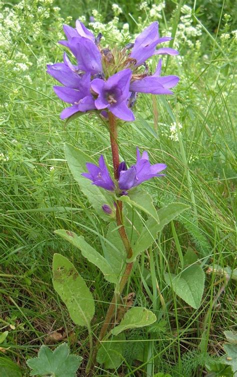 Clustered Bellflower Plants Campanula Glomerata Buy Online