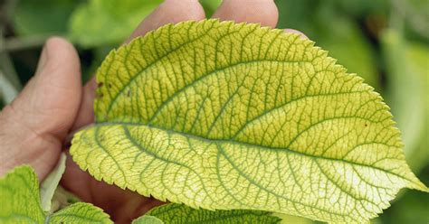 Iron Chlorosis Caused By Iron Deficiency Davey Tree