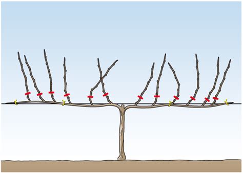 Weinreben Schneiden Sommer Winterschnitt Gartenflora