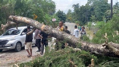 Pohon Besar Di Oesusu Kabupaten Kupang Tumbang Hambat Arus Lalu Lintas