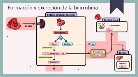 Formación y Excreción de la Bilirrubina Javier Rios uDocz