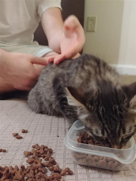 Our cat won’t eat until my boyfriend sits with him. He’s also very