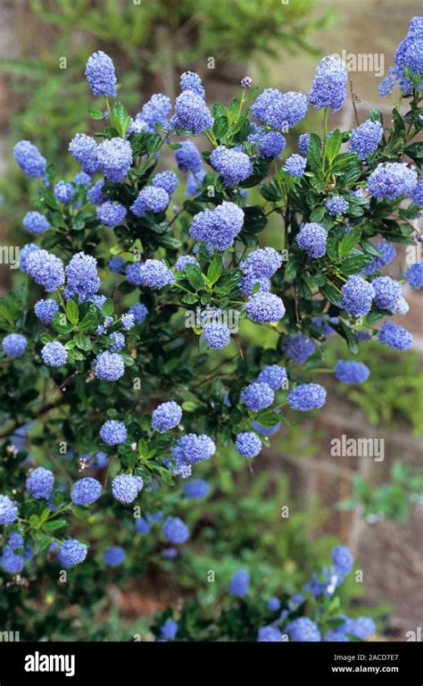 California Lilac Ceanothus Thyrsiflorus Skylark Flowers Stock Photo