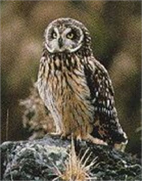 Pueo Hawaiian Owl Rare, Animals, Beautiful