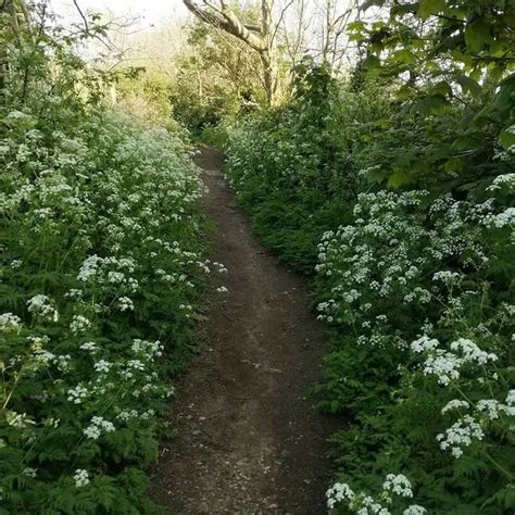 Кервель ажурный, холодоустойчивый, прянаязелень, лекарственный, медонос ...