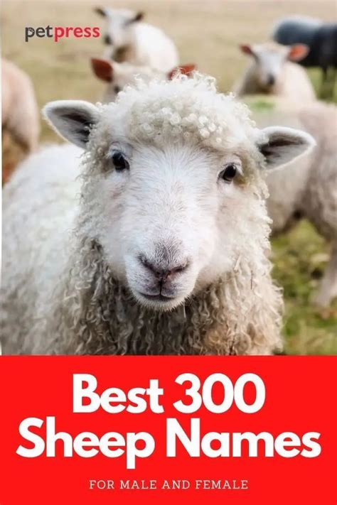 Sheep names the 300 most popular names for sheep – Artofit