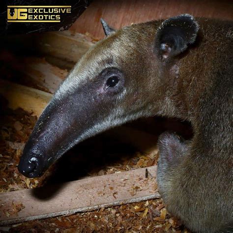 Tamandua Anteater - Underground Reptiles