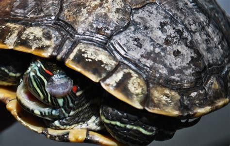 How To Treat Shell Rot In Red Eared Slider? – The Turtle Hub