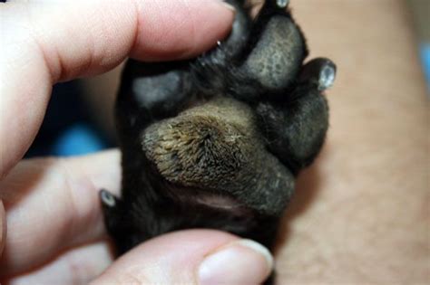 Treating Paw Pad Hyperkeratosis in Dogs - Happiest Dog