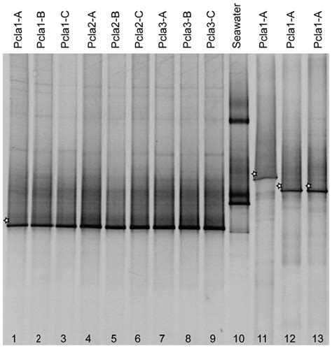 Representative Denaturing Gradient Gel Electrophoresis Dgge Profiles Download Scientific