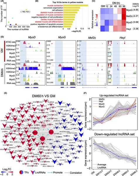 Identification Of Transcription Factors Related To Myoblast Cell