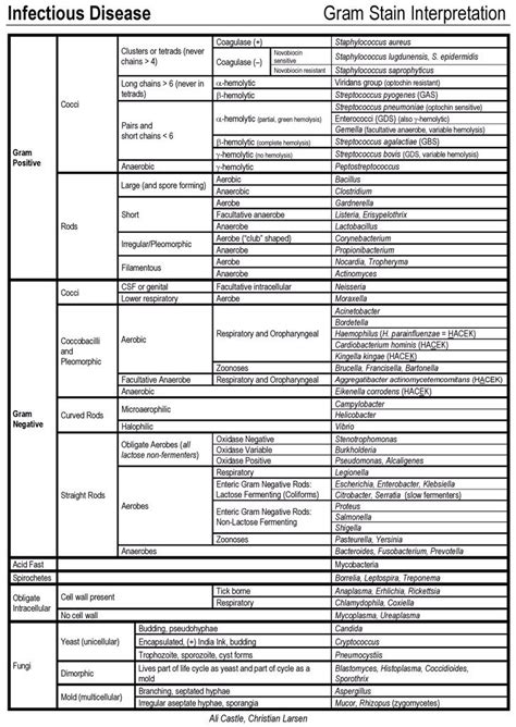 Gram Positive Vs Gram Negative Chart