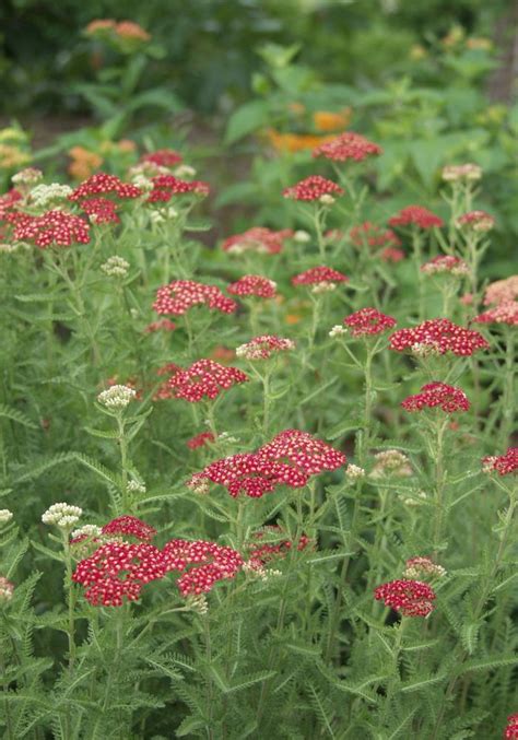 Achillea 'Paprika' Yarrow from Colesville Nursery