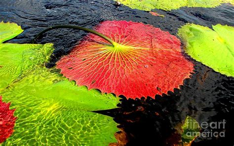 Giant Waterlily Red Underside Photograph By Sylvie Bouchard Fine Art America