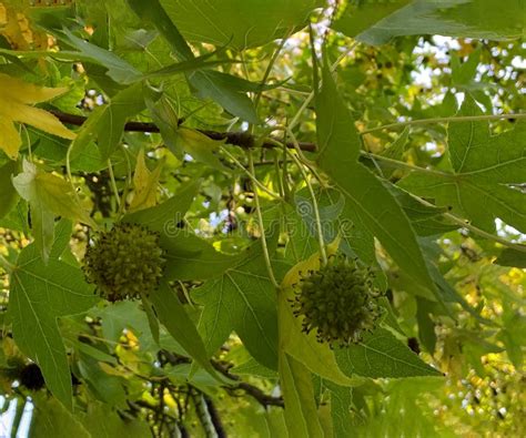 Sycamore Tree Leaves with Seeds Natural Background, Branches of Bright ...